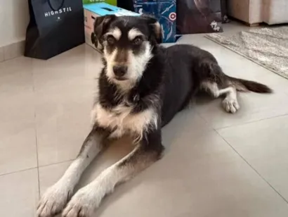 Cachorro raça SRD-ViraLata idade 2 anos nome Fiapo