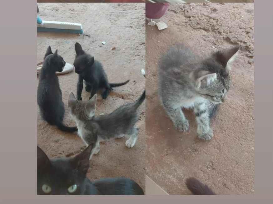 Gato raça SRD-ViraLata idade 2 a 6 meses nome Ainda sem nome