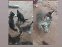 Gato raça SRD-ViraLata idade 2 a 6 meses nome Ainda sem nome