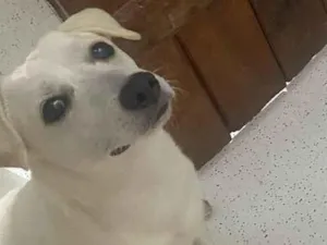Cachorro raça SRD-ViraLata idade 7 a 11 meses nome Carolliny 
