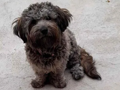 Cachorro raça SRD-ViraLata idade 1 ano nome Luck