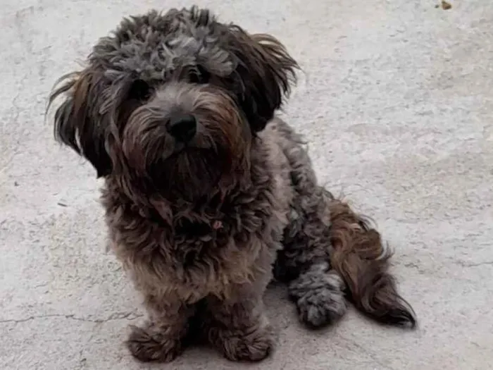 Cachorro raça SRD-ViraLata idade 1 ano nome Luck