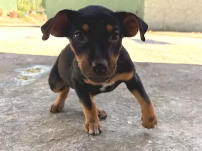 Cachorro raça SRD-ViraLata idade 2 a 6 meses nome Ravena 