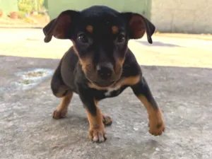 Cachorro raça SRD-ViraLata idade 2 a 6 meses nome Ravena 