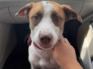 Cachorro raça SRD-ViraLata idade 7 a 11 meses nome Bucky