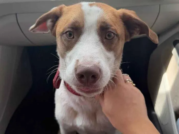 Cachorro raça SRD-ViraLata idade 7 a 11 meses nome Bucky