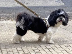 Cachorro raça Shitzu idade 1 ano nome Piter
