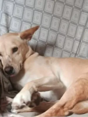 Cachorro raça SRD-ViraLata idade 6 ou mais anos nome Athena