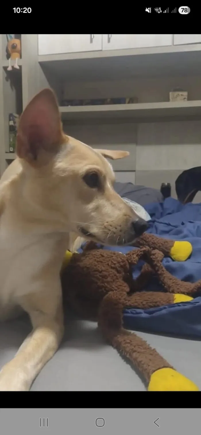 Cachorro raça SRD-ViraLata idade 6 ou mais anos nome Athena