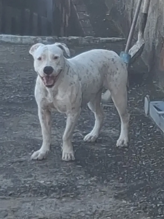 Cachorro raça Pit-Bull idade 1 ano nome Laika