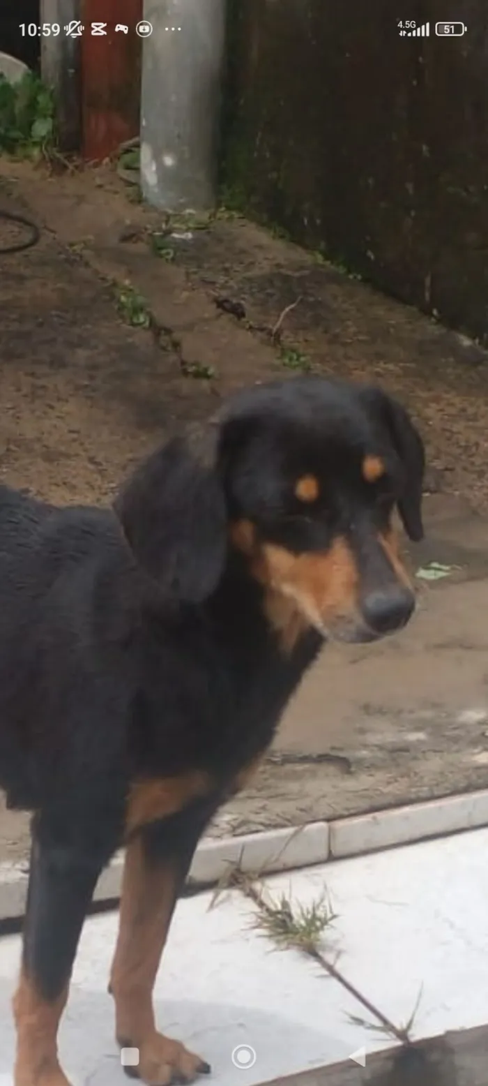 Cachorro raça SRD-ViraLata idade 6 ou mais anos nome Nina