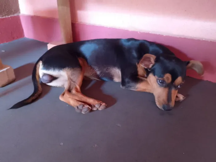 Cachorro raça SRD-ViraLata idade 7 a 11 meses nome Tourinho
