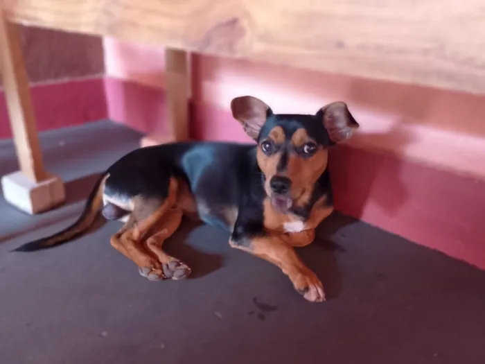 Cachorro raça SRD-ViraLata idade 7 a 11 meses nome Tourinho