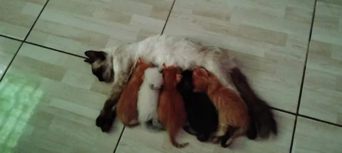 Vários gatinhos filhotes para adoção 