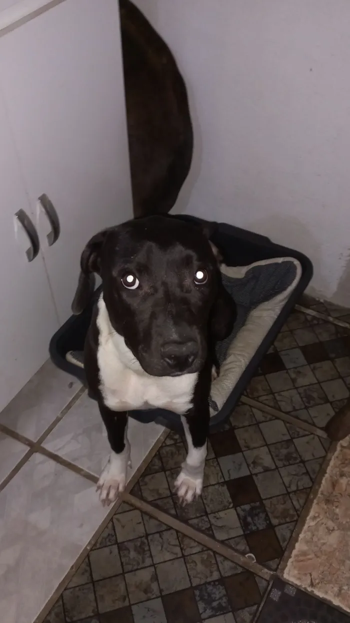 Cachorro raça Pit-Bull idade 1 ano nome Amora
