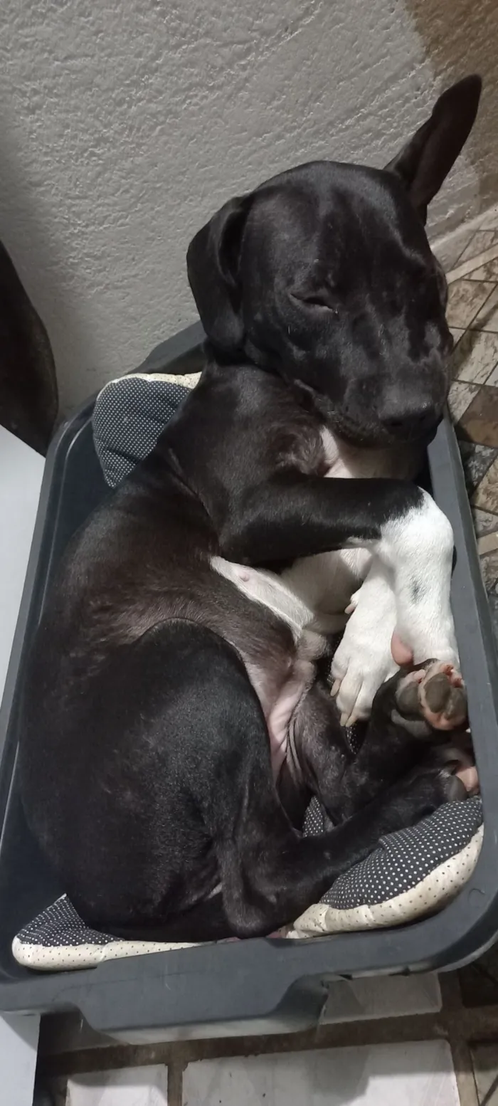 Cachorro raça Pit-Bull idade 1 ano nome Amora