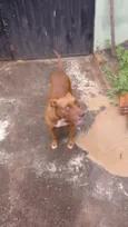 Cachorro raça Pit-Bull idade 2 anos nome Kiara