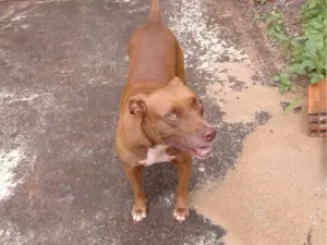 Cachorro raça Pit-Bull idade 2 anos nome Kiara
