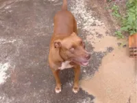 Cachorro raça Pit-Bull idade 2 anos nome Kiara