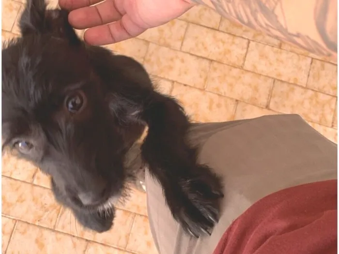 Cachorro raça SRD-ViraLata idade 2 a 6 meses nome Amora 