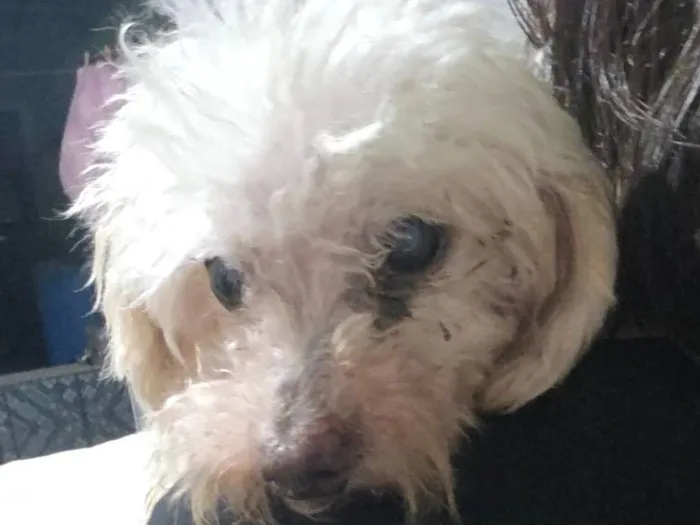 Cachorro raça Poodle idade 1 ano nome Sol