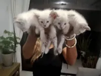 Gato raça SRD-ViraLata idade 2 a 6 meses nome 6 Filhotes, 2 rajados e 4 brancos