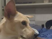 Cachorro raça SRD-ViraLata idade 6 ou mais anos nome Athena