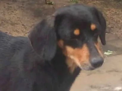 Cachorro raça SRD-ViraLata idade 6 ou mais anos nome Nina