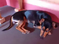 Cachorro raça SRD-ViraLata idade 7 a 11 meses nome Tourinho