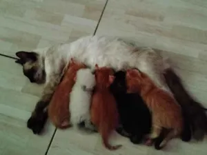 Gato raça SRD-ViraLata idade Abaixo de 2 meses nome Vários gatinhos filhotes para adoção 