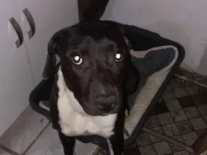 Cachorro raça Pit-Bull idade 1 ano nome Amora