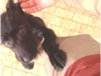 Cachorro raça SRD-ViraLata idade 2 a 6 meses nome Amora 