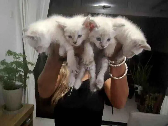 Gato raça SRD-ViraLata idade 2 a 6 meses nome 6 Filhotes, 2 rajados e 4 brancos