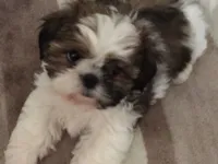 Cachorro raça Shitzu idade 7 a 11 meses nome Kaline