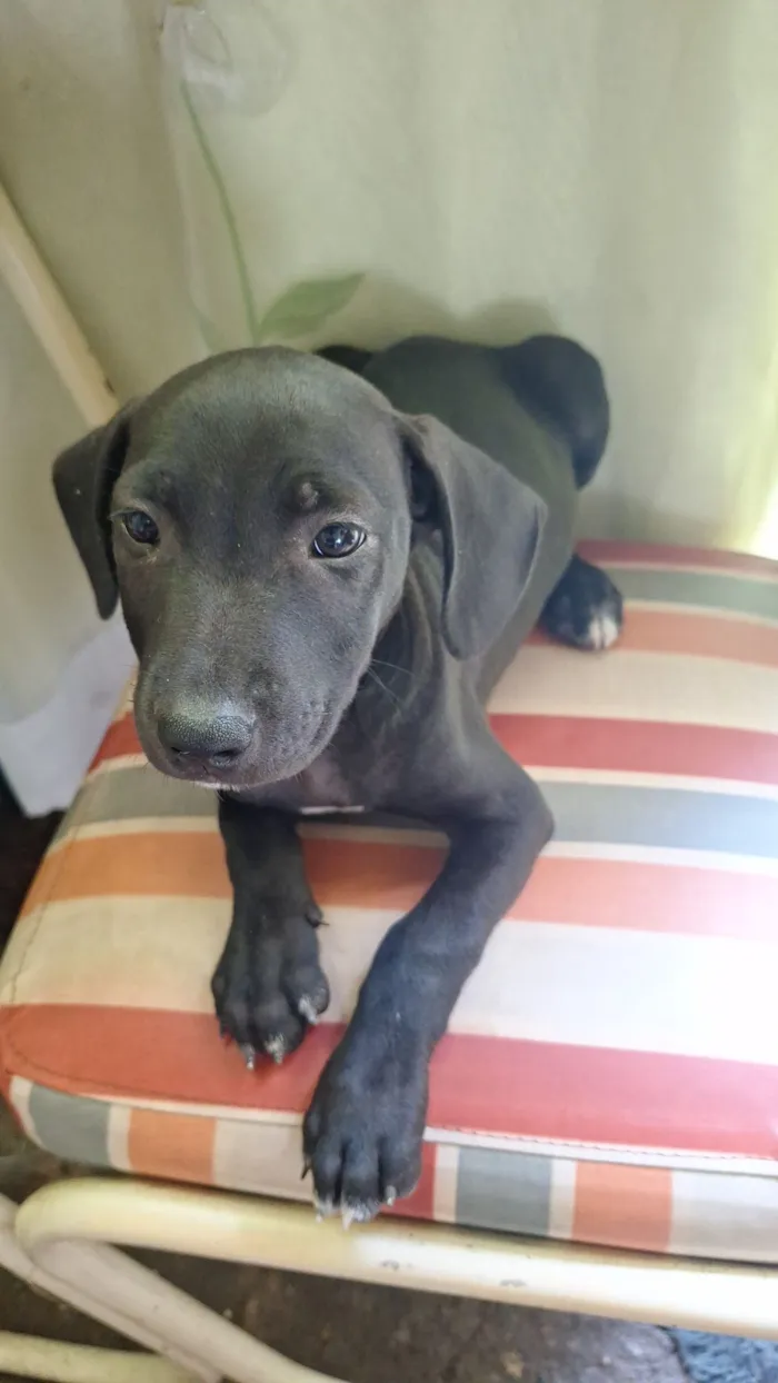 Cachorro raça SRD-ViraLata idade 2 a 6 meses nome MEL E CHARLOTE