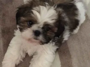 Cachorro raça Shitzu idade 7 a 11 meses nome Kaline