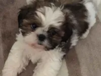 Cachorro raça Shitzu idade 7 a 11 meses nome Kaline