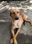 Cachorro raça SRD-ViraLata idade 2 anos nome Dourado 