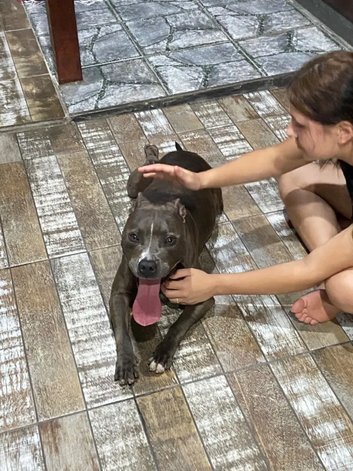 Cachorro raça Pit-Bull idade 2 a 6 meses nome Mel