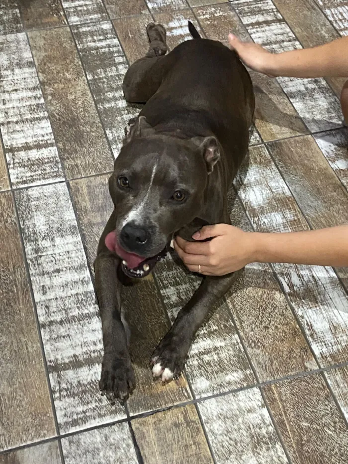 Cachorro raça Pit-Bull idade 2 a 6 meses nome Mel