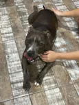 Cachorro raça Pit-Bull idade 2 anos nome Mel