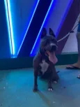 Cachorro raça Pit-Bull idade 2 anos nome Mel