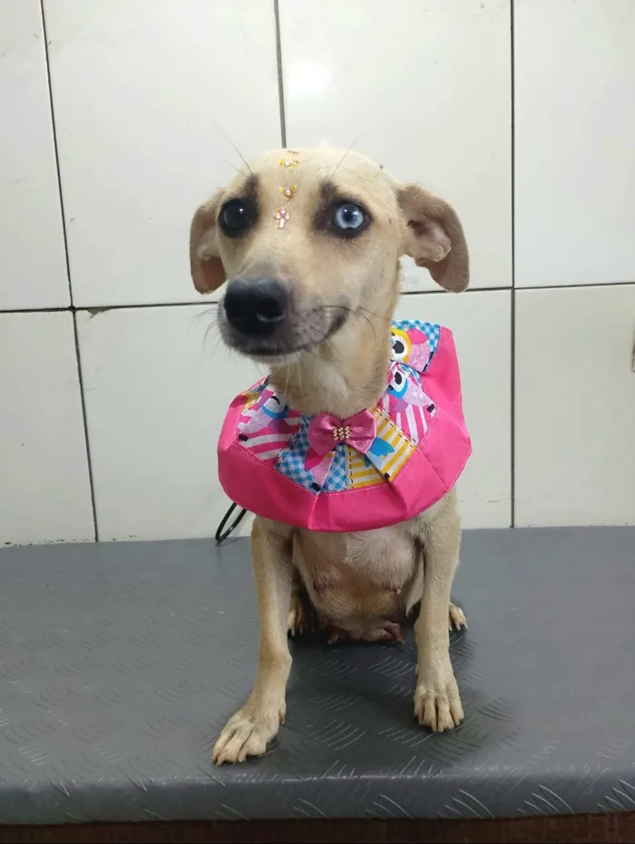 Cachorro raça SRD-ViraLata idade 2 anos nome Belíssima