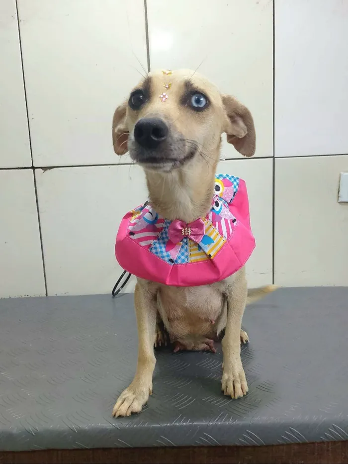 Cachorro raça SRD-ViraLata idade 2 anos nome Belíssima