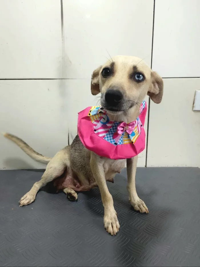 Cachorro raça SRD-ViraLata idade 2 anos nome Belíssima