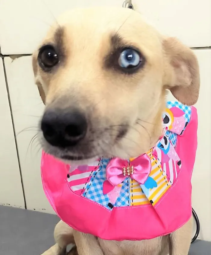 Cachorro raça SRD-ViraLata idade 2 anos nome Belíssima