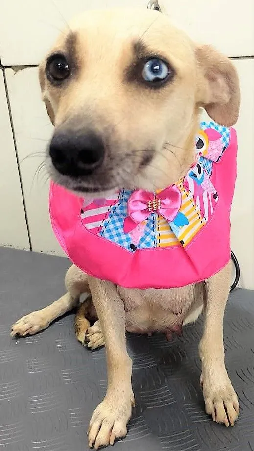 Cachorro raça SRD-ViraLata idade 2 anos nome Belíssima