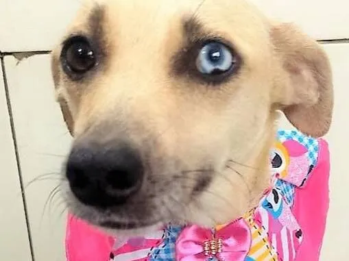 Cachorro raça SRD-ViraLata idade 2 anos nome Belíssima