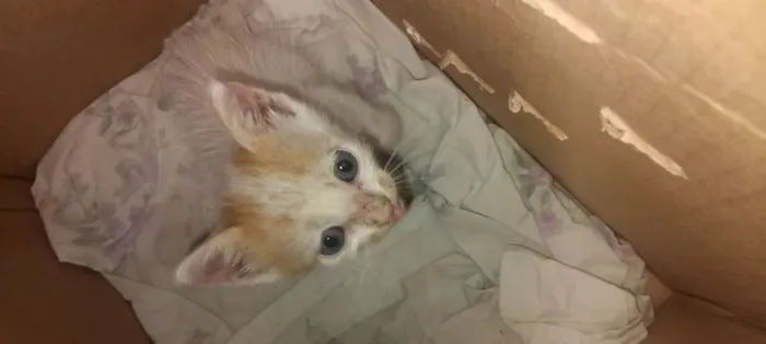 Gato raça SRD-ViraLata idade Abaixo de 2 meses nome ...