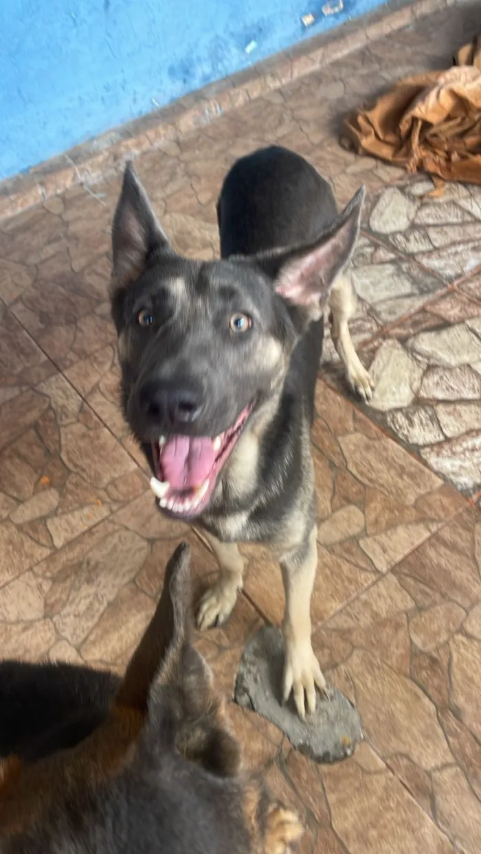 Cachorro raça Pastor Alemão idade 1 ano nome Onyx 
